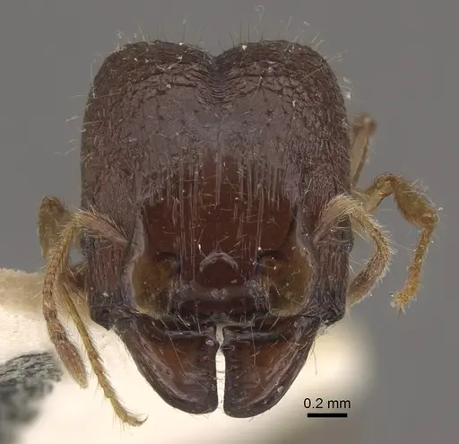 Pheidole upeneci specimen CASENT0917794 image casent0917794_3