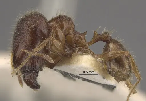 Pheidole upeneci specimen CASENT0917794 image casent0917794_4