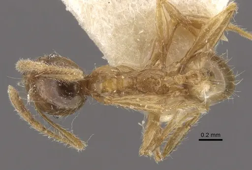 Pheidole upeneci specimen CASENT0917795 image casent0917795_1