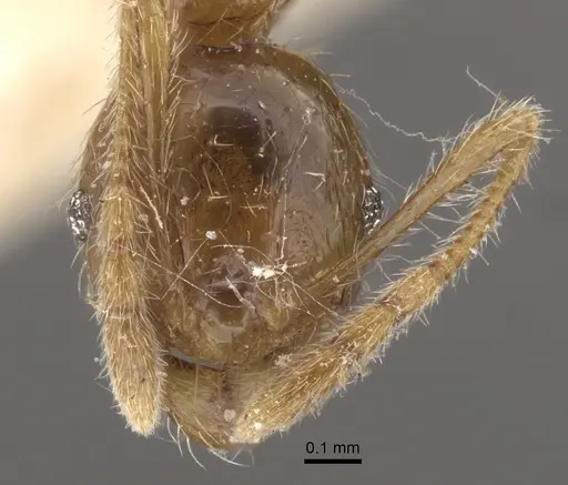 Pheidole upeneci specimen CASENT0917795 image casent0917795_2