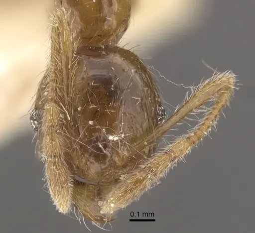Pheidole upeneci specimen CASENT0917795 image casent0917795_3