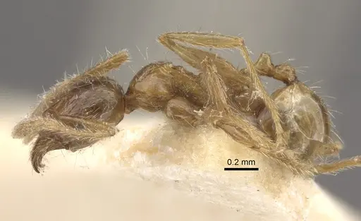 Pheidole upeneci specimen CASENT0917795 image casent0917795_4