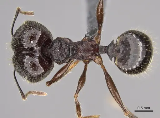 Pheidole uranus specimen CASENT0704257 image casent0704257_1