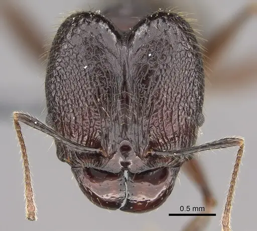 Pheidole uranus specimen CASENT0704257 image casent0704257_2