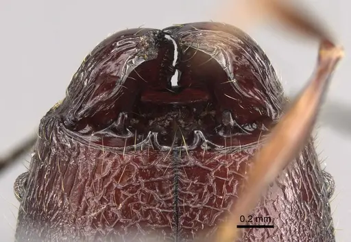 Pheidole uranus specimen CASENT0704257 image casent0704257_3