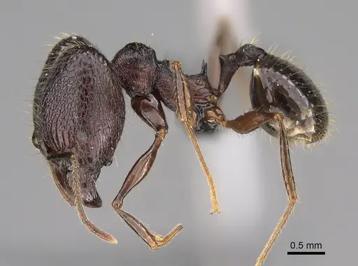 Pheidole uranus specimen CASENT0704257 image casent0704257_4