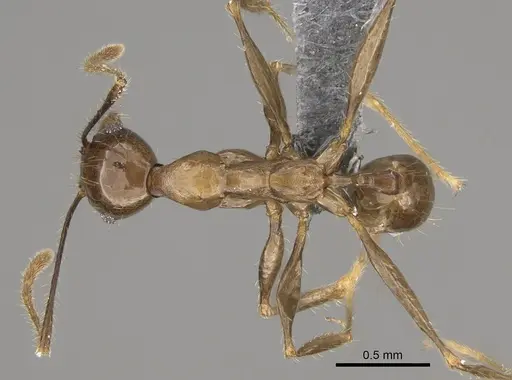 Pheidole uranus specimen CASENT0923260 image casent0923260_1