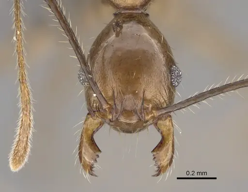 Pheidole uranus specimen CASENT0923260 image casent0923260_2