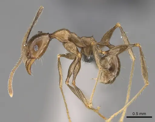 Pheidole uranus specimen CASENT0923260 image casent0923260_3