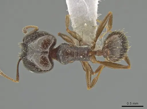 Pheidole urbana specimen CBUMAGENT12811 image cbumagent12811_1