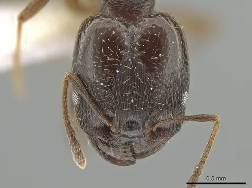 Pheidole urbana specimen CBUMAGENT12811 image cbumagent12811_2