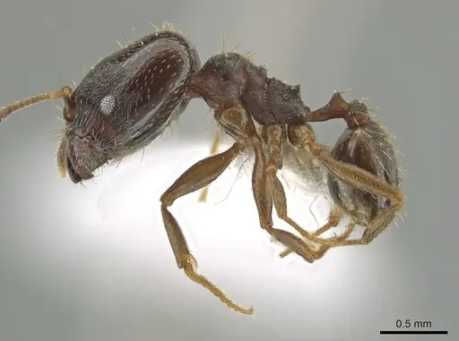 Pheidole urbana specimen CBUMAGENT12811 image cbumagent12811_3