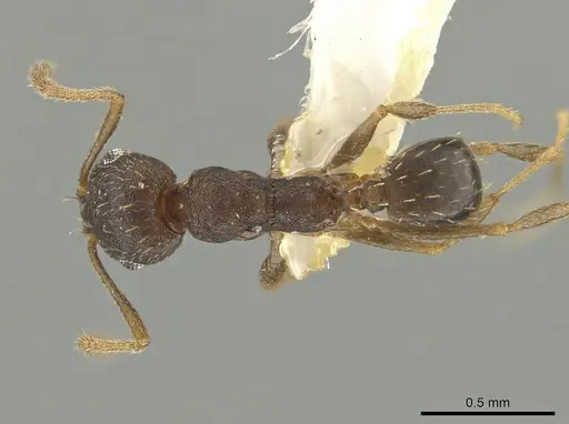 Pheidole urbana specimen CBUMAGENT12815 image cbumagent12815_1
