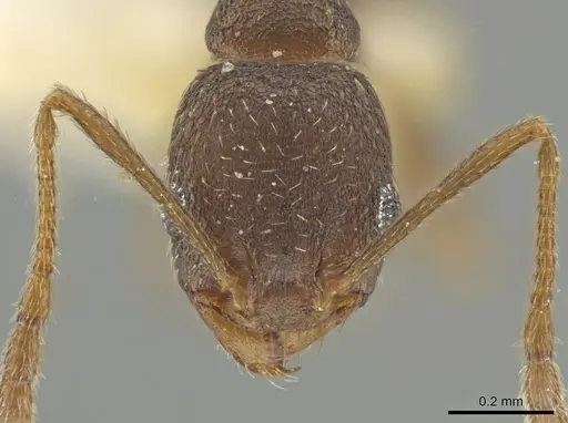 Pheidole urbana specimen CBUMAGENT12815 image cbumagent12815_2