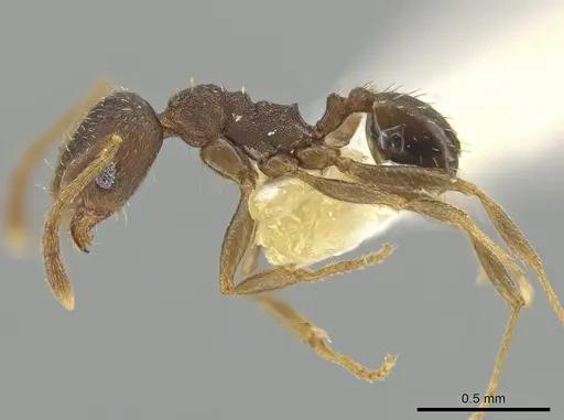 Pheidole urbana specimen CBUMAGENT12815 image cbumagent12815_3