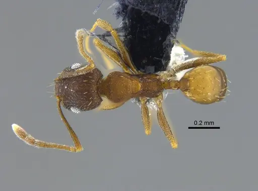 Pheidole urbana specimen CBUMAGENT42063 image cbumagent42063_1