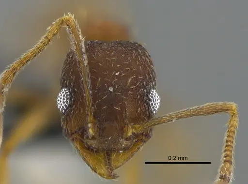 Pheidole urbana specimen CBUMAGENT42063 image cbumagent42063_2
