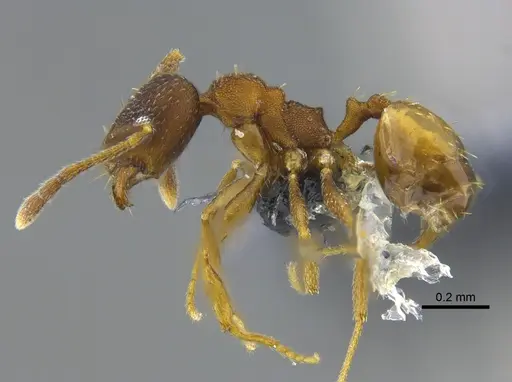 Pheidole urbana specimen CBUMAGENT42063 image cbumagent42063_3