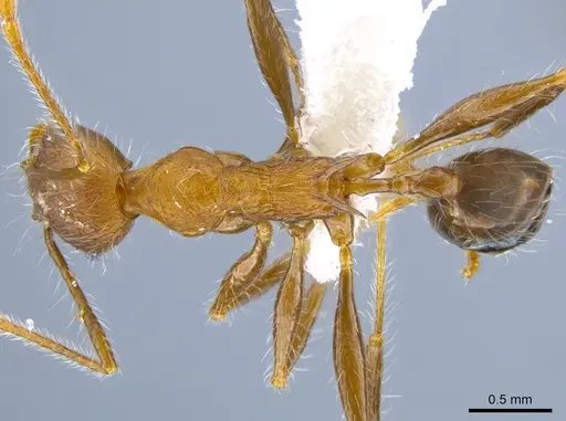 Pheidole ursus specimen CASENT0612735 image casent0612735_1