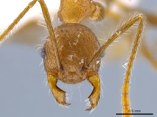 Pheidole ursus specimen CASENT0612735 image casent0612735_2