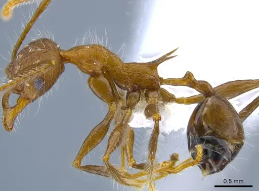 Pheidole ursus specimen CASENT0612735 image casent0612735_3