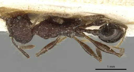 Pheidole ursus specimen CASENT0915431 image casent0915431_1