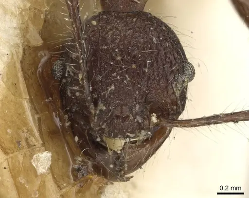 Pheidole ursus specimen CASENT0915431 image casent0915431_2