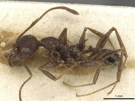 Pheidole ursus specimen CASENT0915431 image casent0915431_3