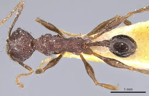 Pheidole ursus specimen CASENT0919788 image casent0919788_1
