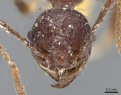Pheidole ursus specimen CASENT0919788 image casent0919788_2