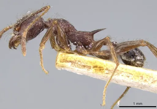 Pheidole ursus specimen CASENT0919788 image casent0919788_3