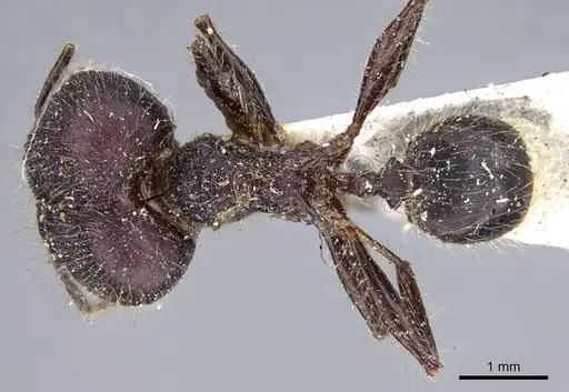 Pheidole ursus specimen CASENT0919789 image casent0919789_1