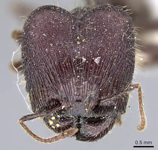 Pheidole ursus specimen CASENT0919789 image casent0919789_2