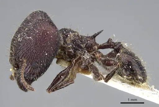 Pheidole ursus specimen CASENT0919789 image casent0919789_3