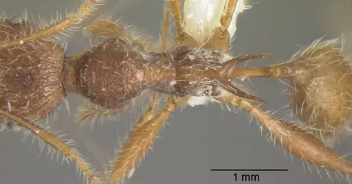 Pheidole ursus specimen INBIOCRI001280928 image inbiocri001280928_1