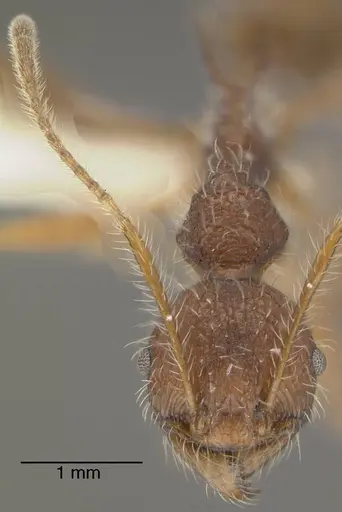 Pheidole ursus specimen INBIOCRI001280928 image inbiocri001280928_2