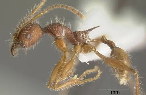 Pheidole ursus specimen INBIOCRI001280928 image inbiocri001280928_3