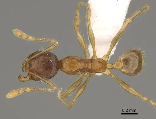Pheidole vadum specimen CASENT0427785 image casent0427785_1