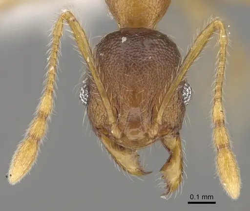 Pheidole vadum specimen CASENT0427785 image casent0427785_2