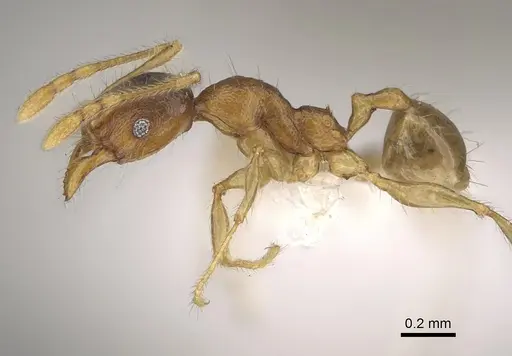 Pheidole vadum specimen CASENT0427785 image casent0427785_3
