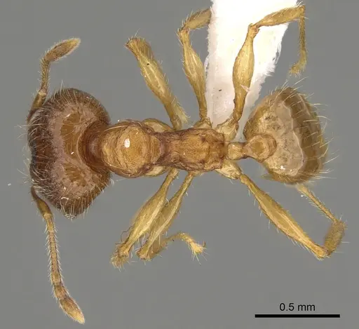 Pheidole vadum specimen CASENT0427789 image casent0427789_1