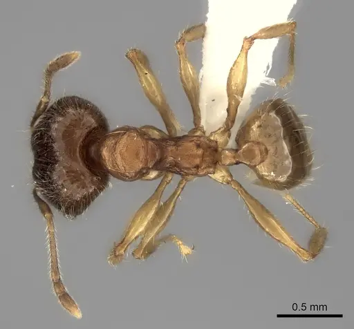 Pheidole vadum specimen CASENT0427789 image casent0427789_2