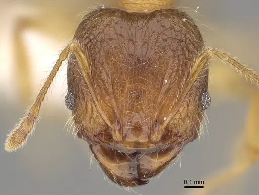 Pheidole vadum specimen CASENT0427789 image casent0427789_3