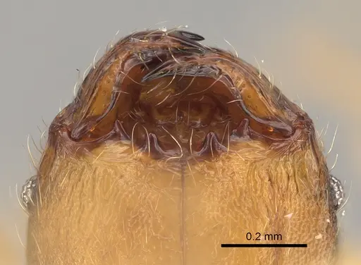 Pheidole vadum specimen CASENT0427789 image casent0427789_4
