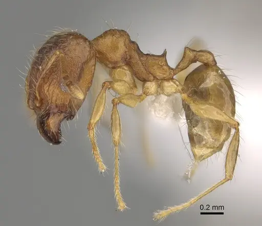 Pheidole vadum specimen CASENT0427789 image casent0427789_5