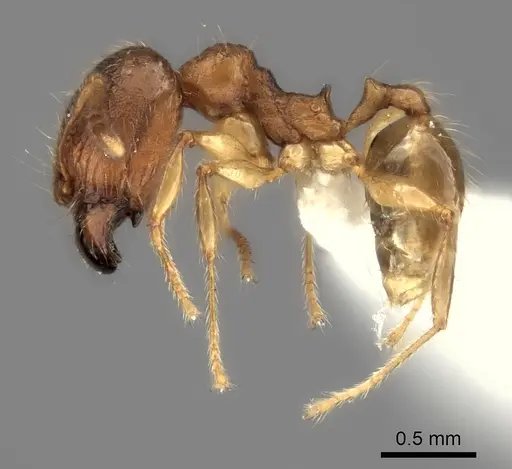 Pheidole vadum specimen CASENT0427789 image casent0427789_6