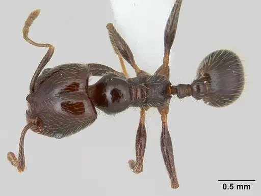 Pheidole vafra specimen CASENT0178063 image casent0178063_1