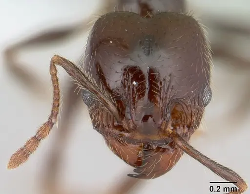 Pheidole vafra specimen CASENT0178063 image casent0178063_2