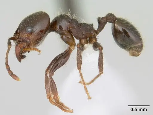 Pheidole vafra specimen CASENT0178063 image casent0178063_3