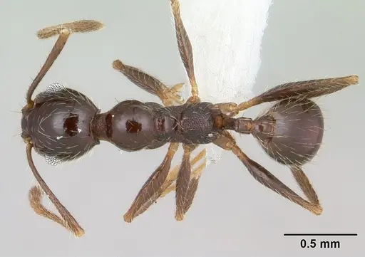 Pheidole vafra specimen CASENT0178064 image casent0178064_1